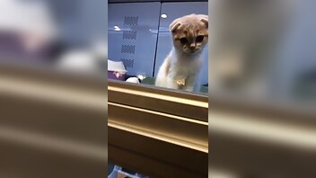 nikkyfrench mistresslife first day tokyo xxx onlyfans porn video