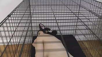 eevee frost pet play free xxx videos